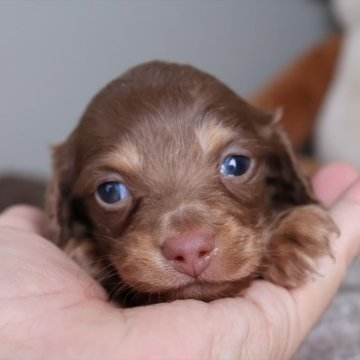 ミニチュアダックスフンド(ロング)【愛知県・男の子・2025年11月13日・チョコタン】の写真「チョコ系の男の子（琥珀母）」
