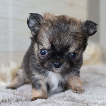 チワワ(ロング)【愛知県・男の子・2025年11月4日・フォーンホワイト】の写真「成長とともにクリーム系の毛色に変わります」