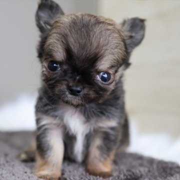 チワワ(ロング)【愛知県・男の子・2025年11月4日・フォーンホワイト】の写真「小ぶりでゆっくり成長中です」