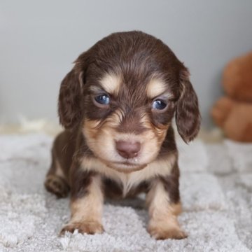 ミニチュアダックスフンド(ロング)【愛知県・女の子・2025年11月12日・チョコイエロー】の写真「チョコ系の女の子（ぺこ母）」