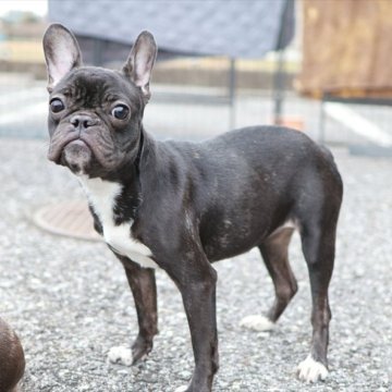 フレンチブルドッグ【愛知県・女の子・2024年1月10日・ブリンドルホワイト】の写真「ボストンテリア似!?小ぶりなフレブルちゃん」
