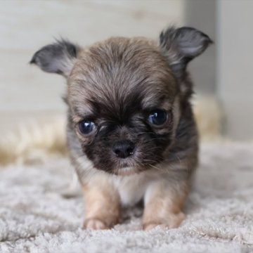 チワワ(ロング)【愛知県・男の子・2025年11月4日・フォーンホワイト】の写真「成長とともにクリーム系の毛色に変わります」