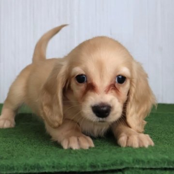 ミニチュアダックスフンド(ロング)【愛知県・女の子・2025年9月12日・イエロー】の写真「明るく人懐っこい、イエローダックスちゃん♪」