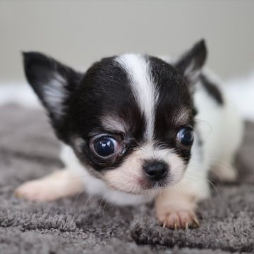 チワワ(ロング)【愛知県・女の子・2025年11月4日・ブラックタンホワイト(トライパーティー)】の写真「トライパーティー柄のチワワちゃん♪」