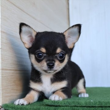 チワワ(ロング)【愛知県・女の子・2025年9月15日・ブラックタンホワイト】の写真「黒柴柄‼セミロングタイプのチワワちゃん」