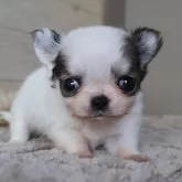 チワワ(ロング)