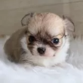 チワワ(ロング)