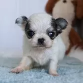 チワワ(ロング)【愛知県・男の子・2025年11月4日・ホワイトフォーン】の写真1