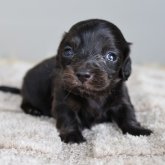 ミニチュアダックスフンド(ロング)