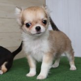 チワワ(ロング)