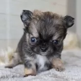 チワワ(ロング)