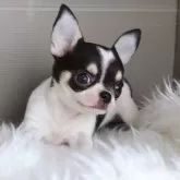 チワワ(スムース)