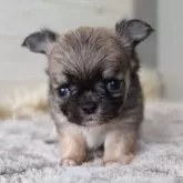 チワワ(ロング)