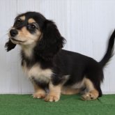 ミニチュアダックスフンド(ロング)