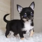 チワワ(ロング)