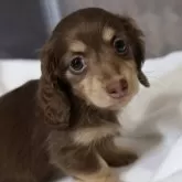 ミニチュアダックスフンド(ロング)【愛知県・女の子・2025年1月1日・チョコイエロー】の写真1