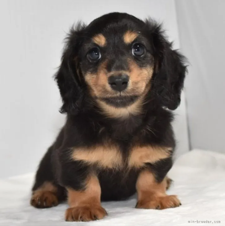 ID：2309-02325の子犬