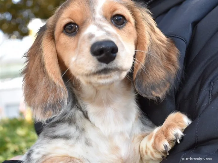 ID：2112-00374の子犬