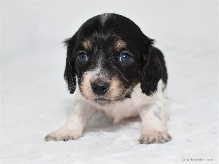 ID：2111-02609の子犬