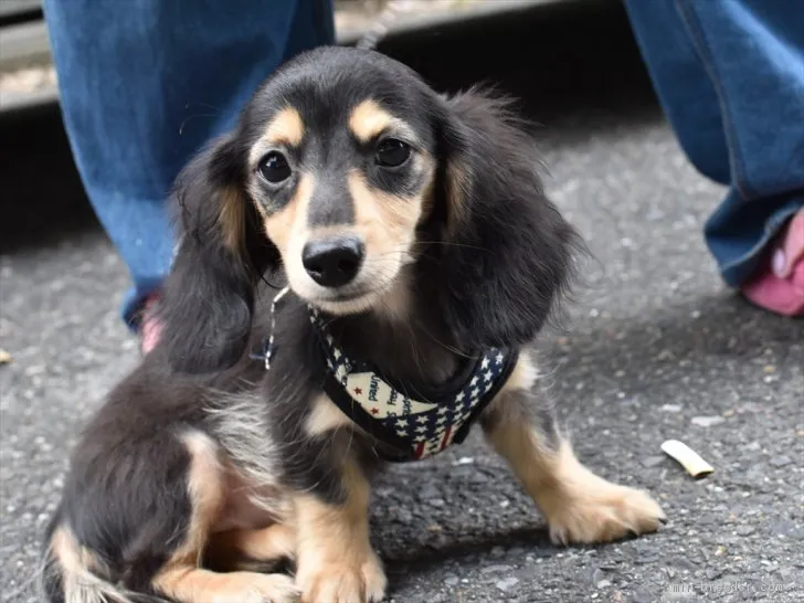 ID：2104-00040の子犬