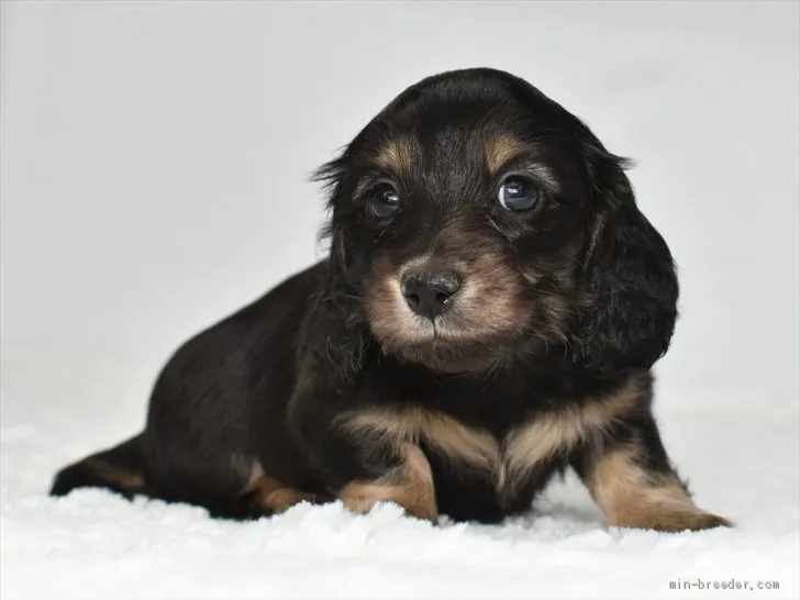 ID：2104-00039の子犬