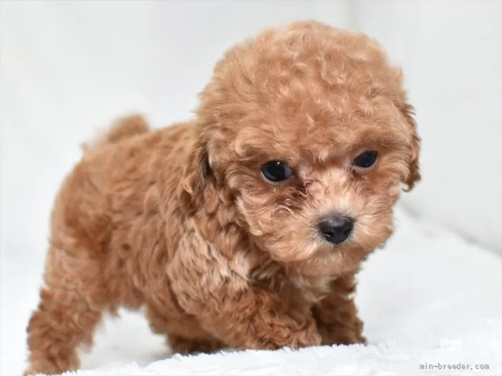 ID:2109-04044の子犬