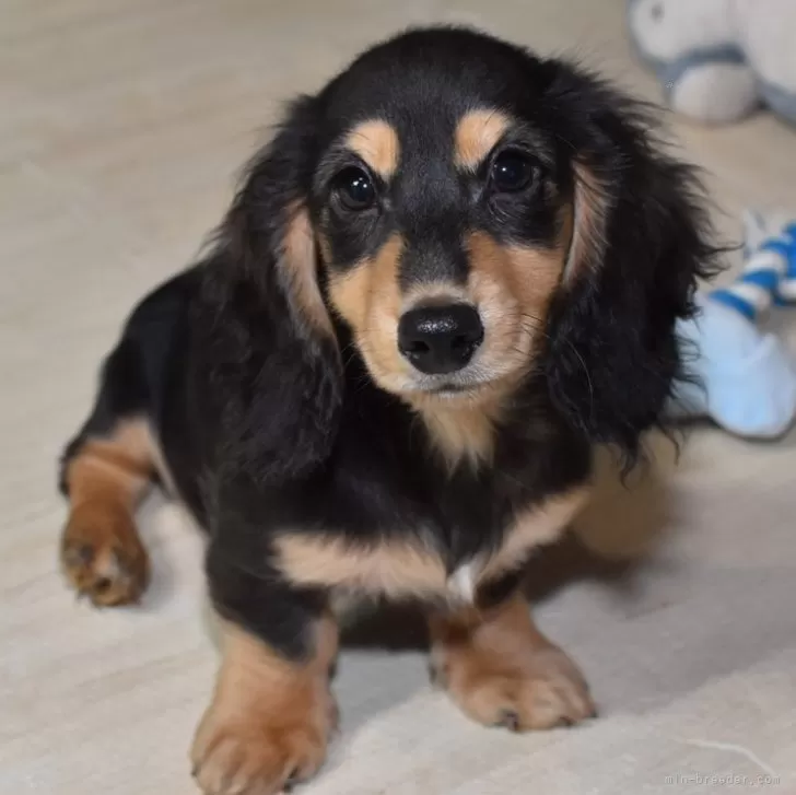 ID:2311-05263の子犬