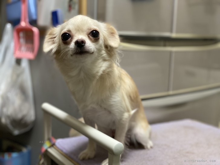 チワワ(ロング)【・女の子・2024年6月26日・クリームホワイト】「耳が垂れ気味です。」