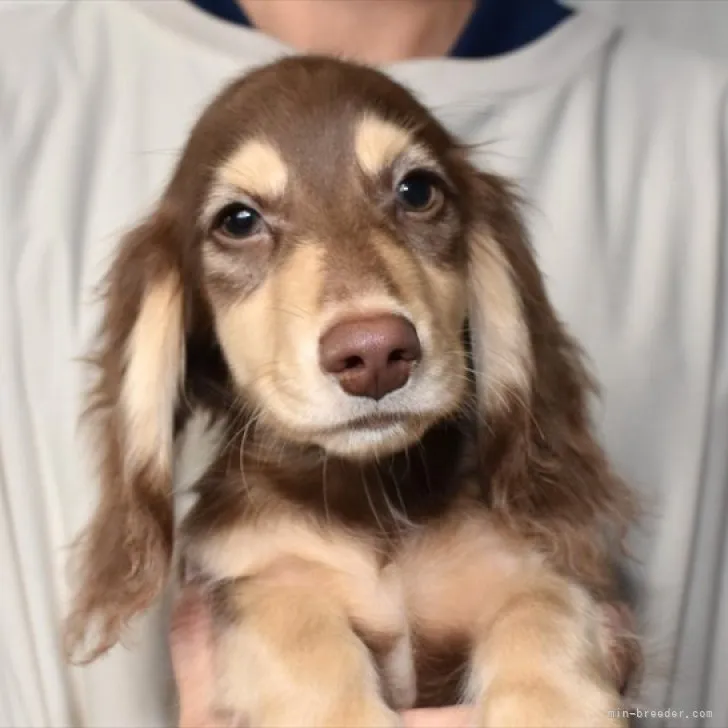 ID：2308-03722の子犬