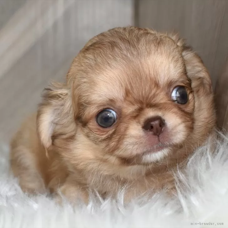 ID：2407-07569の子犬