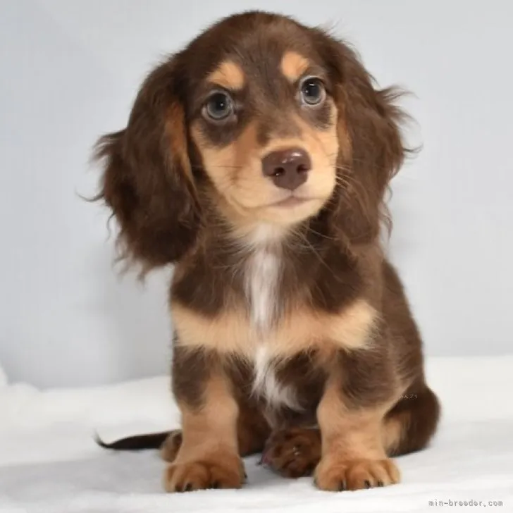 ID：2308-03723の子犬