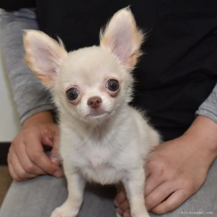 ID：2305-03353の子犬