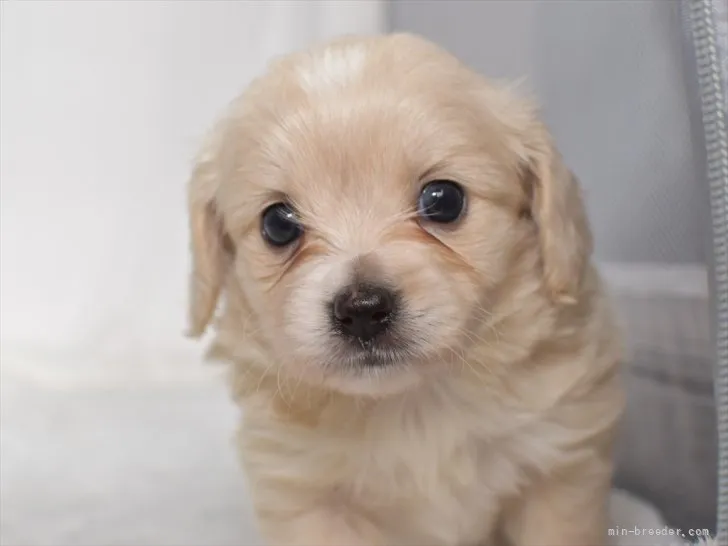 ID:2108-00570の子犬