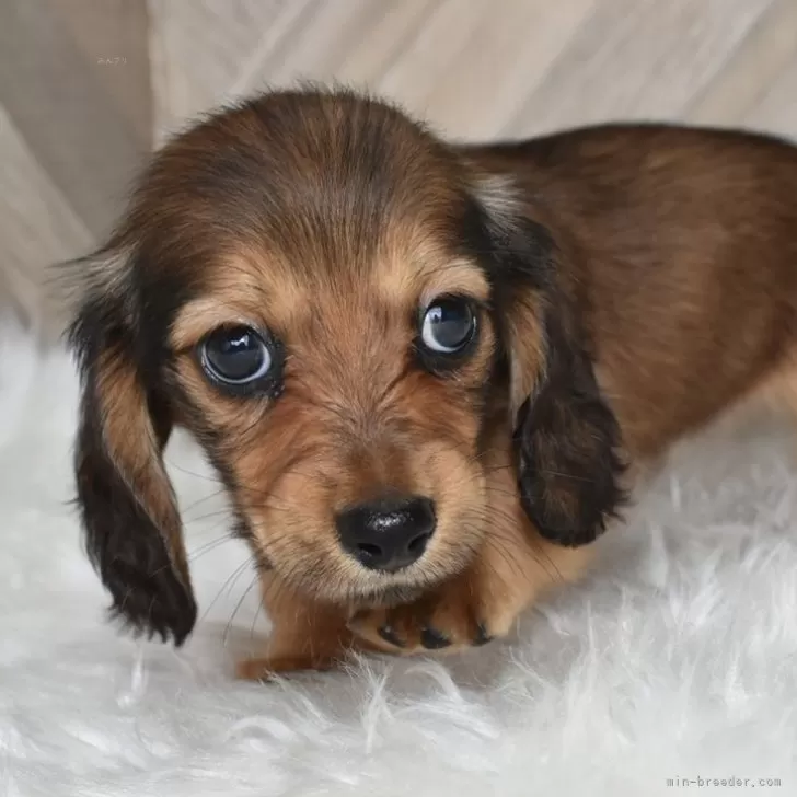 ID：2408-01850の子犬
