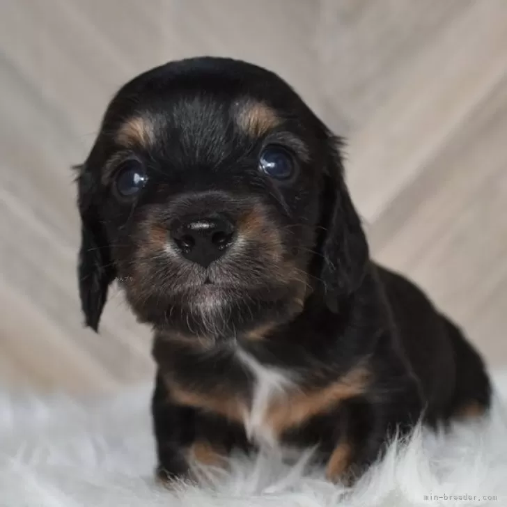 ID：2410-04883の子犬