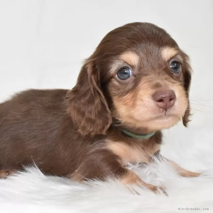 ID:2403-03121の子犬