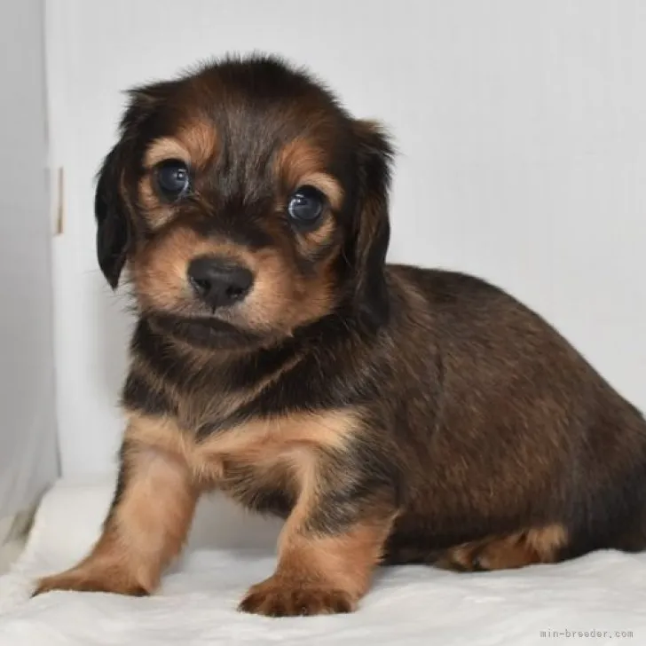 ID:2308-06042の子犬