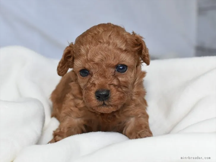 ID:2102-00019の子犬
