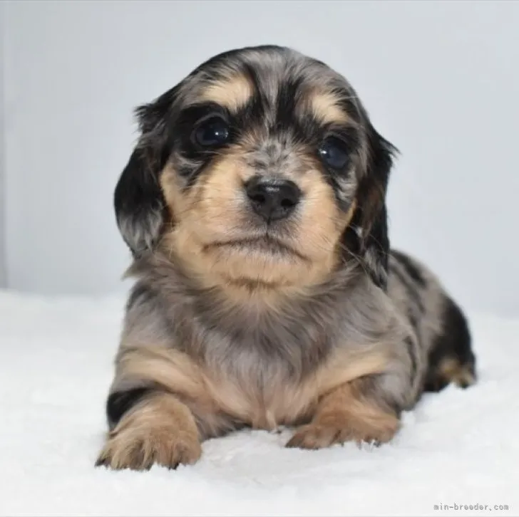 ID：2301-02055の子犬
