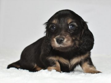 ミニチュアダックスフンド(ロング)【愛知県・女の子・2021年3月11日・ブラックイエロー】の写真「GWを一緒に過ごせます★5月2日迄の期間限定募集」