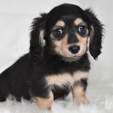 ミニチュアダックスフンド(ロング)【愛知県・男の子・2024年1月10日・ブラックイエロー】の写真「スマイルフェイスがチャーミング（水色）」