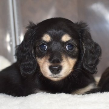 ミニチュアダックスフンド(ロング)【愛知県・女の子・2024年1月5日・ブラックイエロー】の写真「タン柄がくっきり、きれいな女の子【ピンク母】」