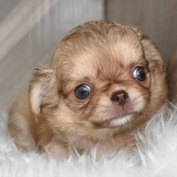 チワワ(ロング)【愛知県・男の子・2024年7月6日・チョコフォーン】の写真「チョコ系のチワワくんです♪」