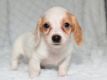 ミニチュアダックスフンド(ロング)【愛知県・女の子・2021年4月10日・ゴールドパイポールド】の写真「ご希望の方はお早めに☆両親ミニチュア」