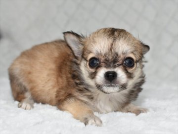 チワワ(ロング)【愛知県・女の子・2021年4月19日・フォーン】の写真「普通サイズ予想★6月20日（日）までの期間限定募集」