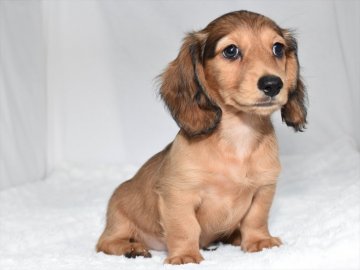 ミニチュアダックスフンド(ロング)【愛知県・男の子・2021年8月21日・シェーデッドレッド】の写真「両親ミニチュア★」