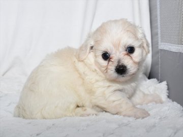 チワプー(チワワ×トイプードル)【愛知県・女の子・2021年7月17日・クリーム】の写真「チワプー（チワワ×トイプードル）クリーム系の女の子」