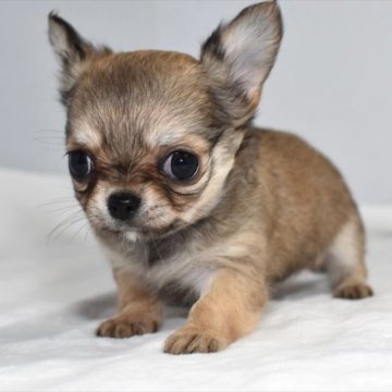 チワワ(ロング)【愛知県・女の子・2023年10月1日・フォーン(セーブル)】の写真「11/26（日）までの期間限定価格‼　小ぶりちゃん」