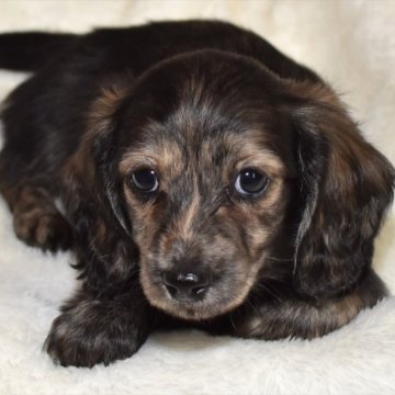 ミニチュアダックスフンド(ロング)【愛知県・女の子・2024年1月5日・レッドブリンドル】の写真「体全体がブリンドル系のダックスちゃん！」