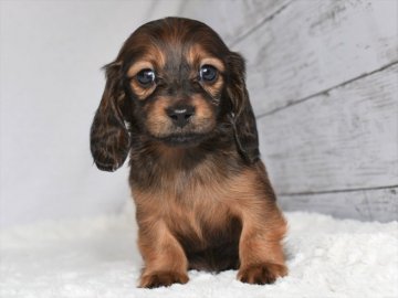ミニチュアダックスフンド(ロング)【愛知県・男の子・2021年1月7日・レッド】の写真「父カニンヘン☆2月28日（日）迄の期間限定募集」